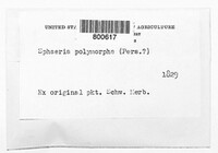 Xylaria polymorpha image